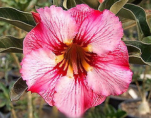 (image for) Adenium Obesum Seeds \'Arawan Pink\' 5 seeds